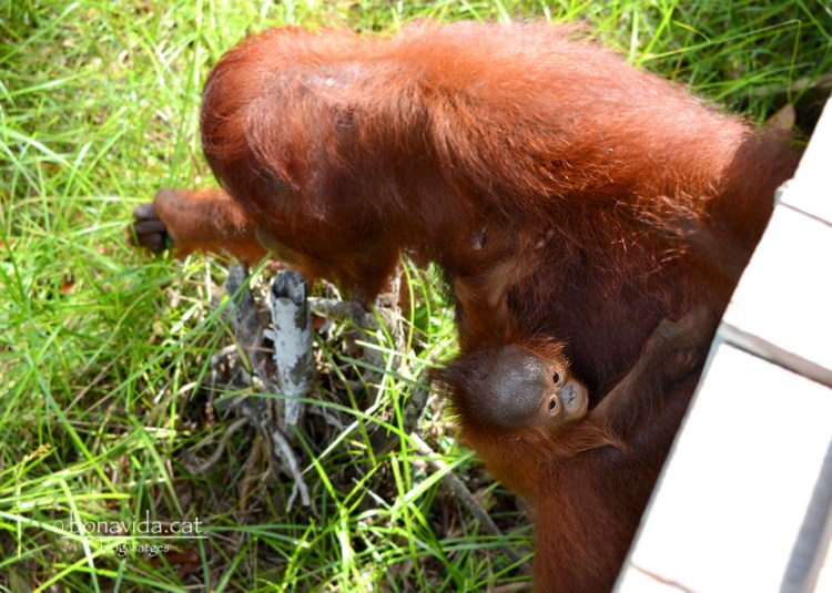 Es poden veure moltes cries.