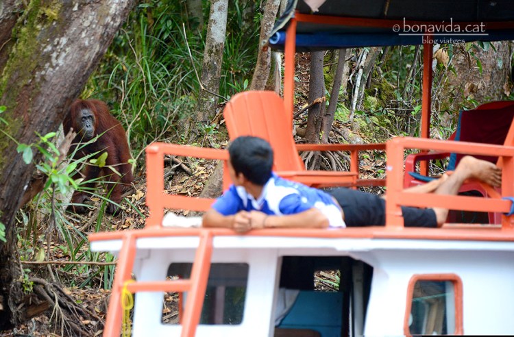 Un orangutan apropant-se a l'embarcació