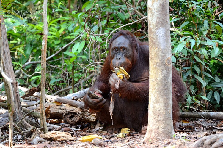 La fruita és la dieta principal