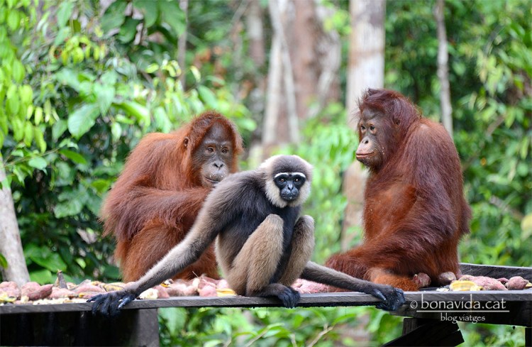 De vegades, al "restaurant" arriba un nou client, que causa sorpresa...