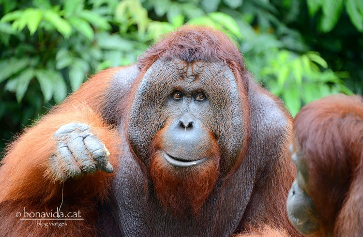 Els grans mascles destaquen per les seves grans adipositats al voltant de la cara i poden arribar als 200 kilos de pes.