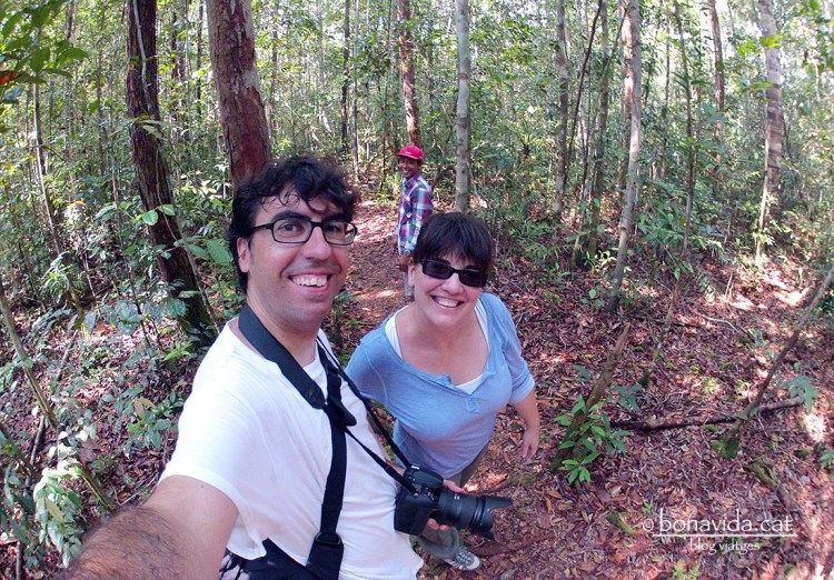 indonesia borneo orangutans selva