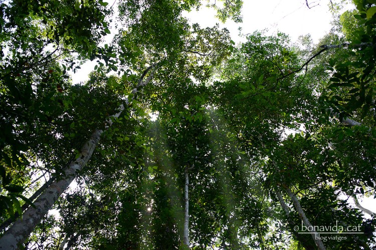Anem caminant entre els arbres sempre mirant cap adalt
