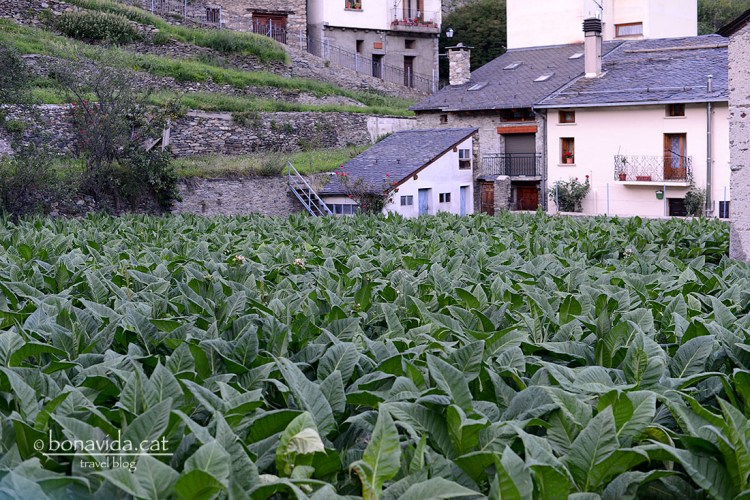Plantacions de tabac