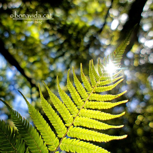 Els boscos són plens de falgueres