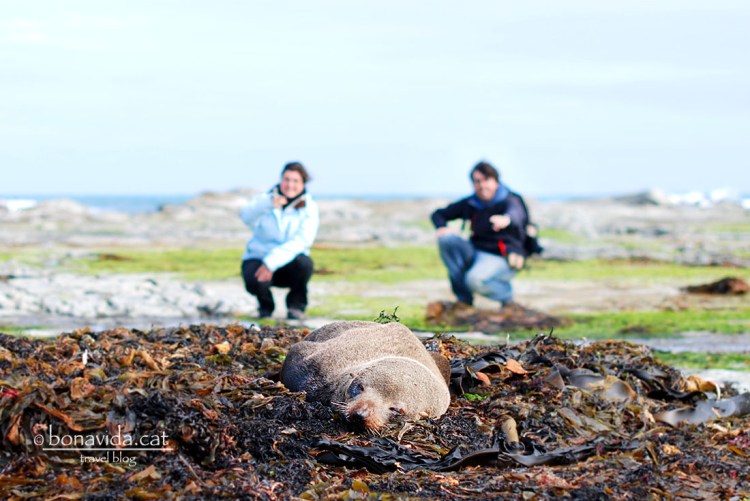 Trobem molts lleons marins a la costa