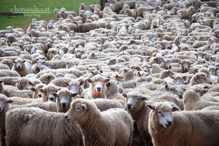 Les ovelles són els animals més populars de Nova Zelanda