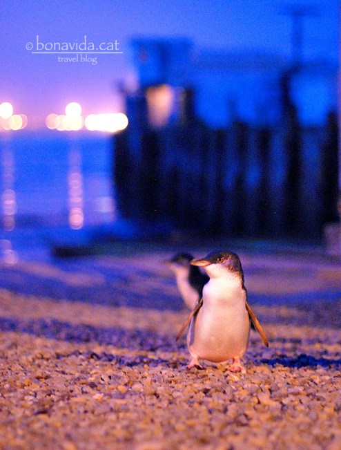 Els pinguins recorren la platja d'Oamaru a la nit