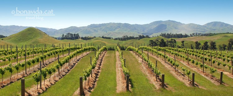 El vi és molt popular a Nova Zelanda, i trobem grans extensions de vinyes