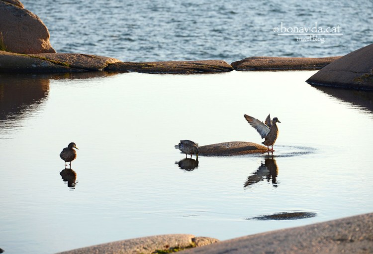 suecia Stangehuvud ducks