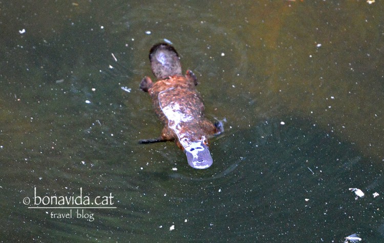 ... I per fi els ornitorrincos!!!