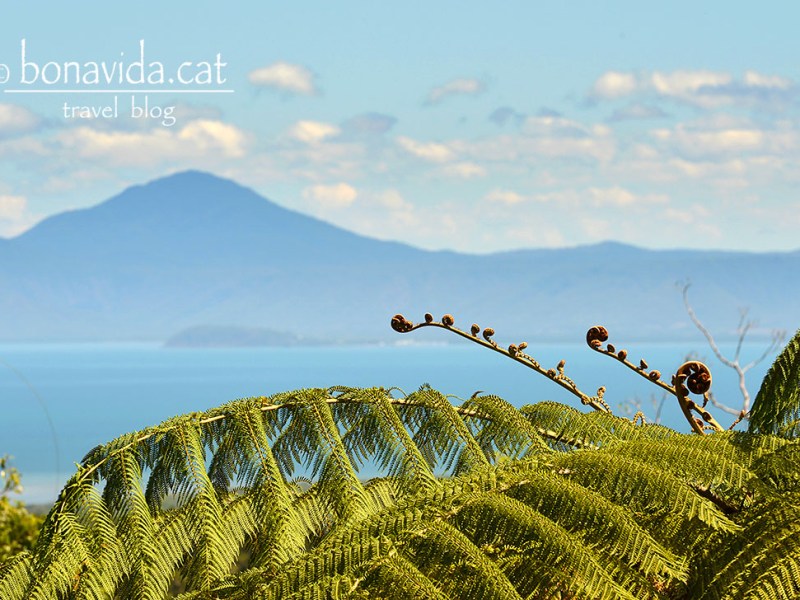 Ruta Austràlia. Dies 8, 9 i 10. Daintree National Park, Cape Tribulation & Mission&nbsp;Beach