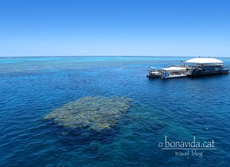 Després d'hora i mitja de navegació, arribem a una plataforma entre la Gran Barrera de Corall