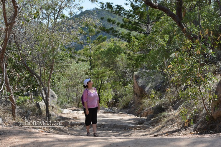La búsqueda de koales sota un sol de justícia