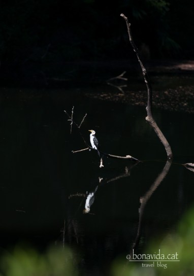 On poder veure aus...