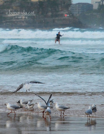 Veurem com practiquen kite-surf a Manly Beach