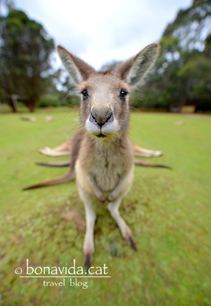 Com per exemple els cangurs!