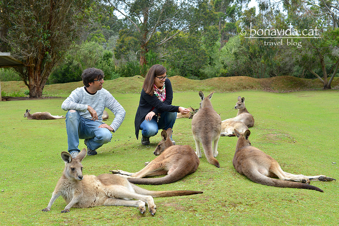 Els cangurs estan ben acostumats a les persones