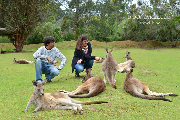 Els cangurs estan ben acostumats a les persones