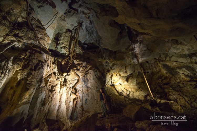 Les grans arrels dels arbres es poden veure des del subsól