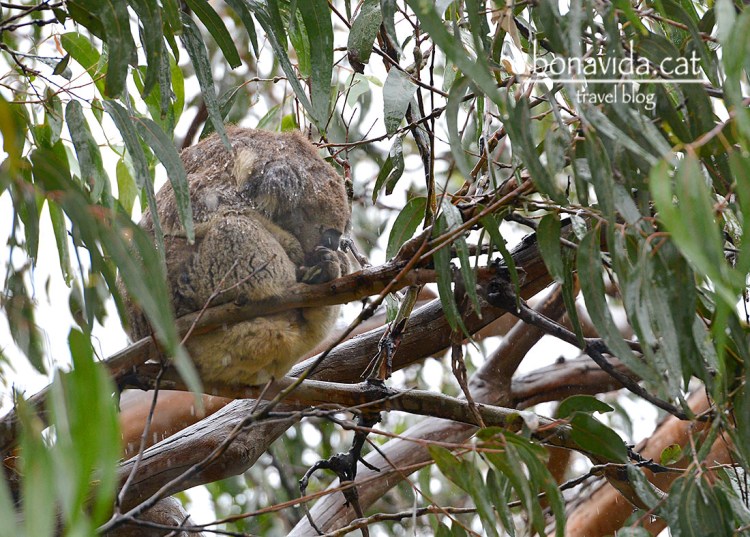 Tot i la pluja espoden veure koales en llibertat a Kennet River