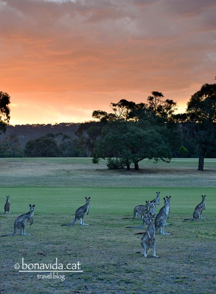 Cangurs al poble d'Anglesea