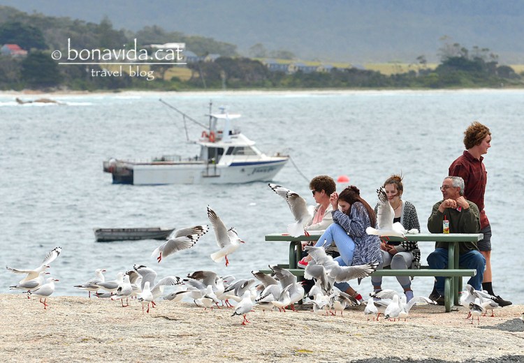Cuidadin amb les gavines!!