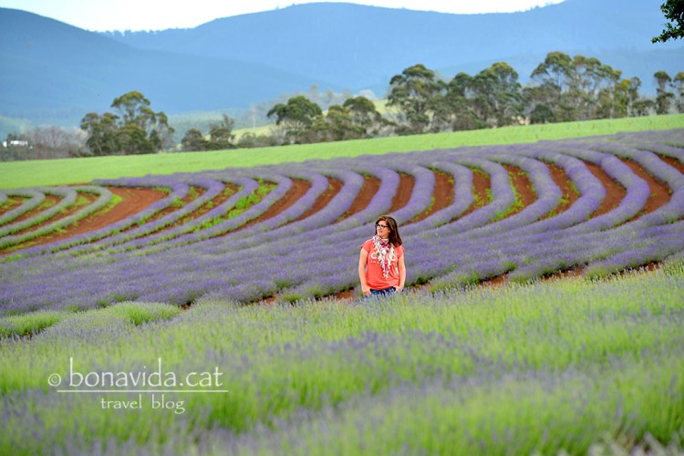 Camps de lavanda