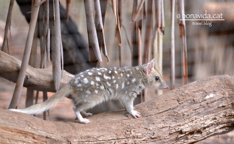L'eastern Quoll és una mena d'esquirol