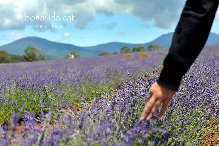 australia tasmania lavanda detall