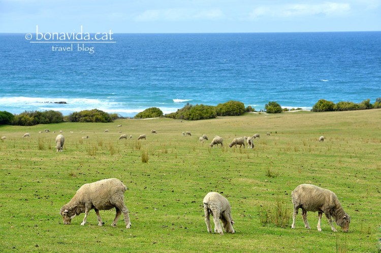 Ovelles, camps i platja... Bona combinació!