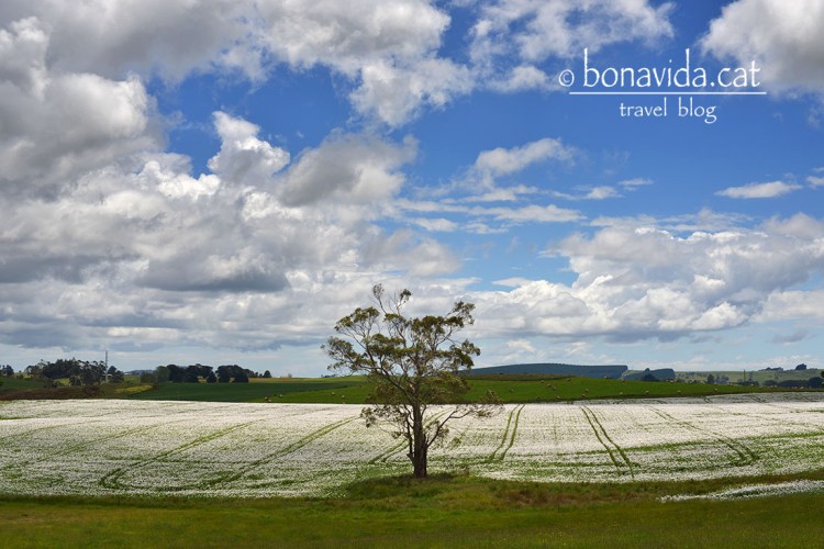 australia tasmania paisatge