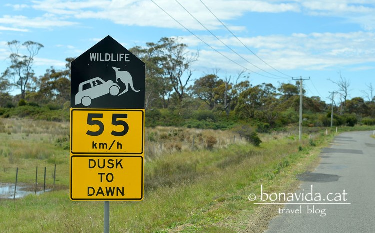 s'ha de vigilar amb els animals mentre conduim