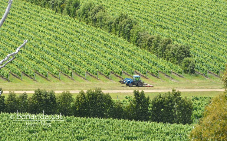 Terra de vinyes