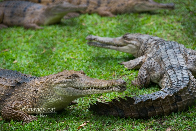 Els cocodrils són els animals més emblemàtics de la Reserva
