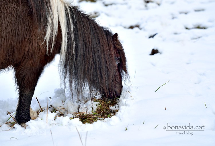 Els animals han de rebuscar entre la neu per alimentar-se