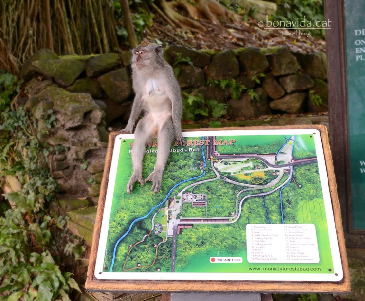 indonesia monkey forest 03