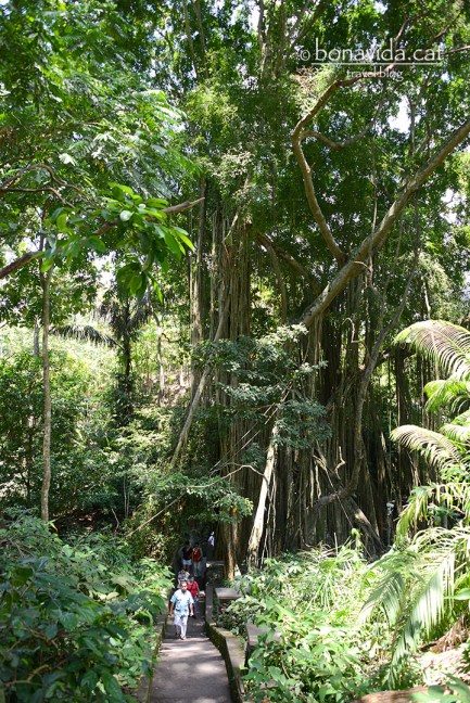 L'entorn selvàtic és espectacular!