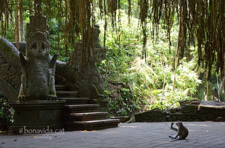 indonesia monkey forest 07