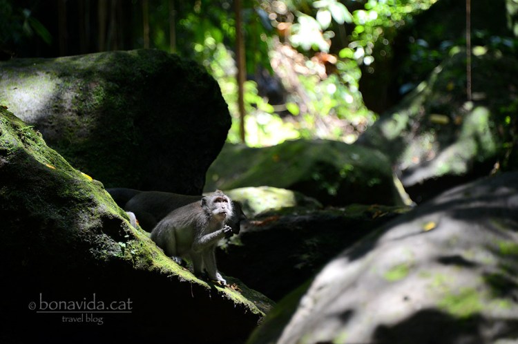 indonesia monkey forest 08