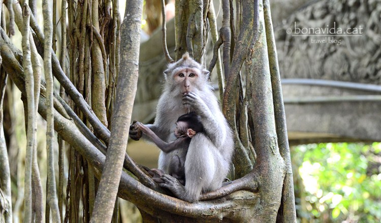 indonesia monkey forest 09