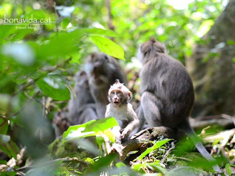 Sacred Monkey Forest, Ubud.&nbsp;Indonèsia