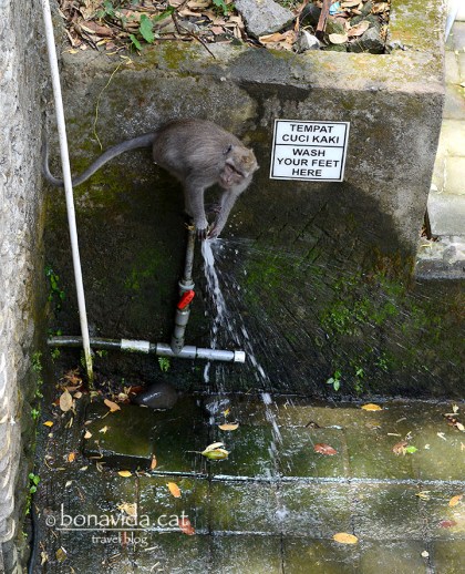 Els micos són moooolt intel·ligents