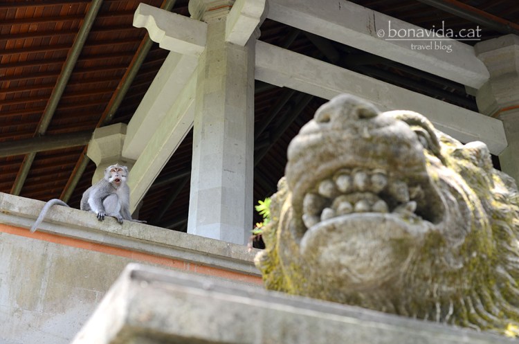 indonesia monkey forest 16