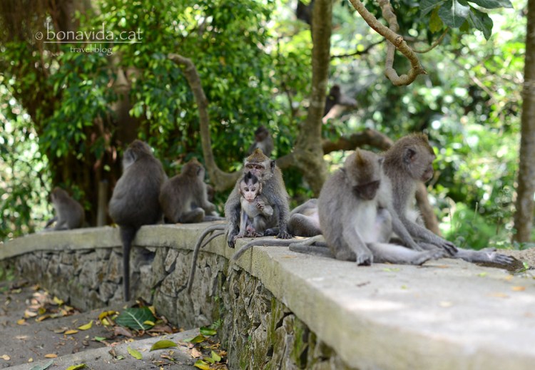 indonesia monkey forest 17