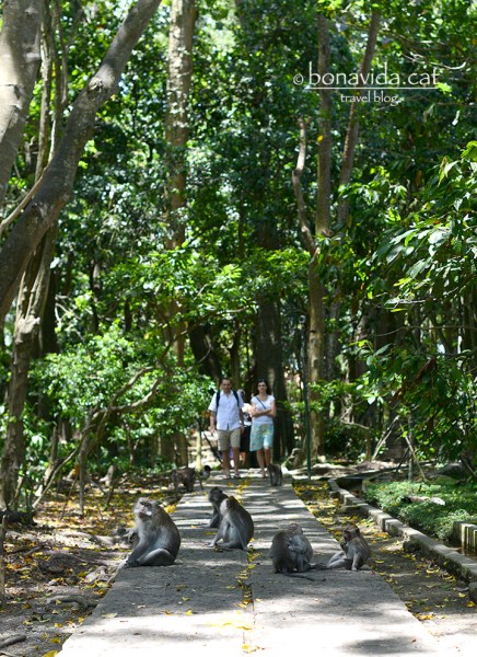 indonesia monkey forest 18