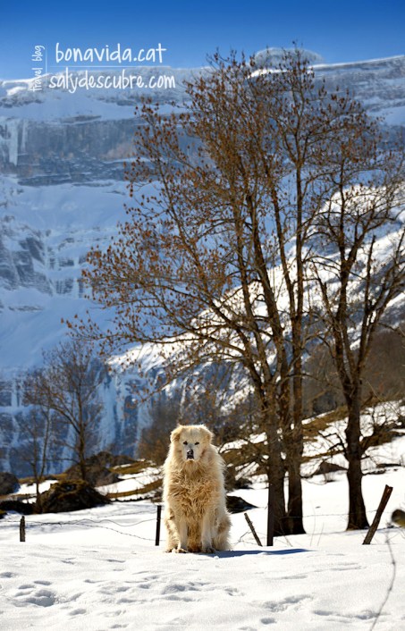 El guardià de la zona...