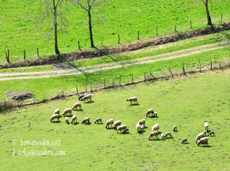 Es respira natura a tot arreu