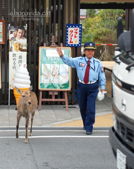 Fins i tot la policia atura el trànsit per deixar passar als cérvols...