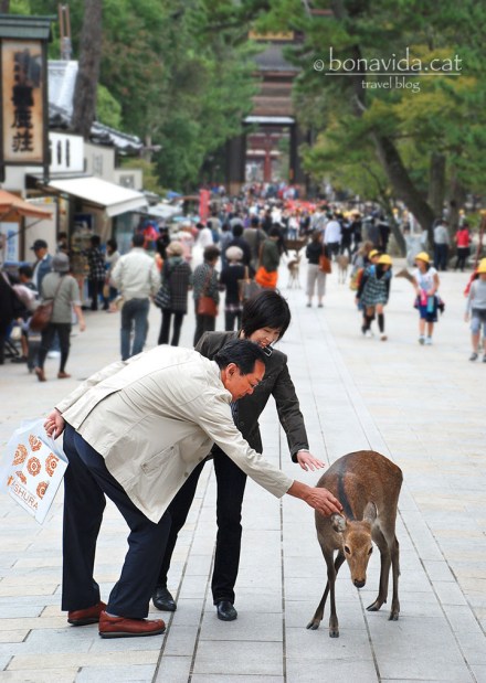 El recinte és ple de cèrvols...